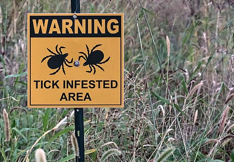 tick lyme
