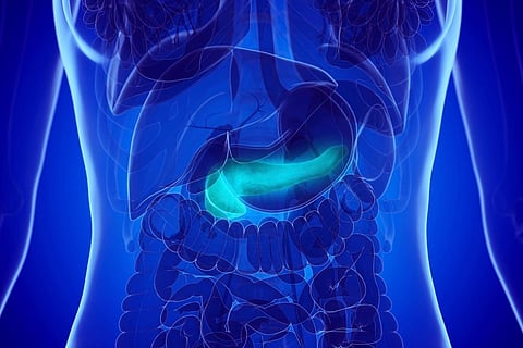 3d rendered medically accurate illustration of a womans pancreas
