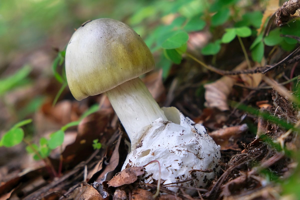 California Warns Against Foraging After Deadly Wild Mushrooms Kill 3