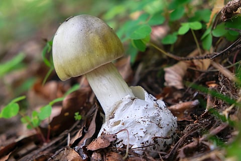 Young Amanita phalloides commonly known as the death cap, is a deadly poisonous basidiomycete fungus