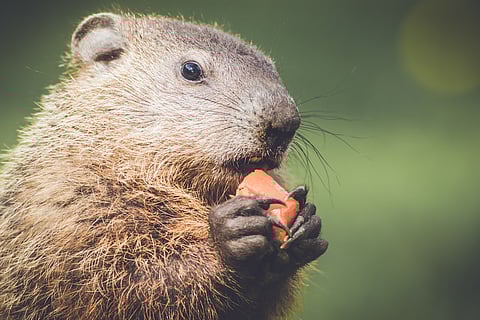 Closeup of very cute young groundhog eating a carrot in vintage garden setting