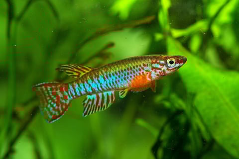 Aphyosemion elberti CFE 04 05 Africa, african freshwater killifish