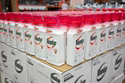 Roundup Weed and Grass Killer Concentrate Plus on display in the Home Depot.