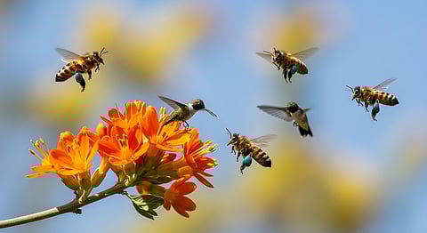 Buzzing Buddies Hummingbirds and Bees Feast on Bright Orange Blooms in Harmony