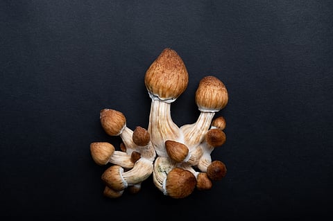 Psilocybe cubensis/Psychadelics