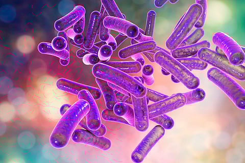 Shigella Shigellosis