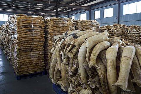 A warehouse full of ivory tusks. The image is a powerful visual for articles about the illegal wildlife trade and the impact on elephant populations.