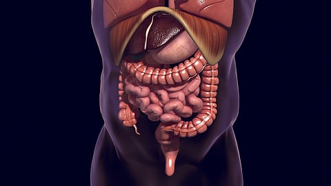 digestive system