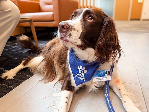 Therapy Dogs Aid Stroke Rehab