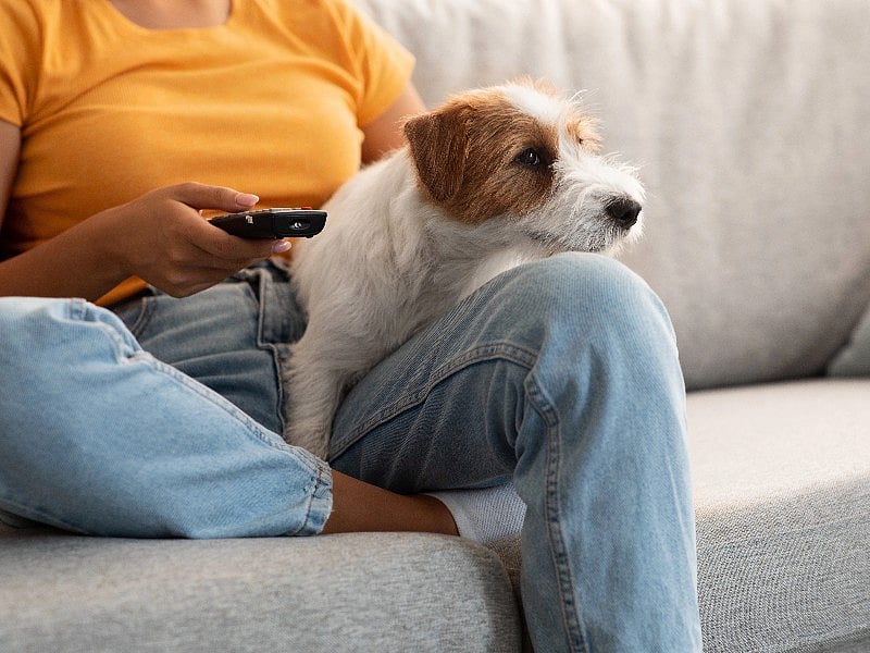 Turns Out Dogs Have Fave Things to Watch on TV
