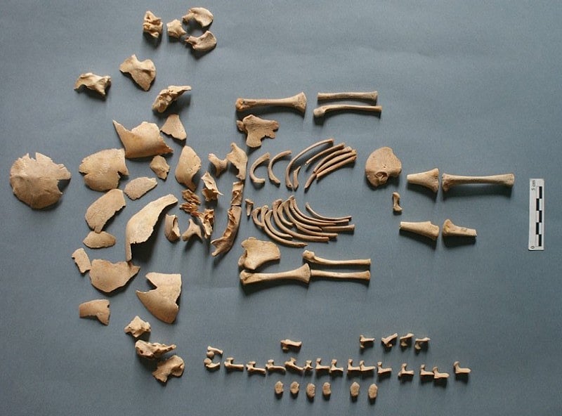 Remains Show Prehistoric Peoples Cared for Those With Down Syndrome