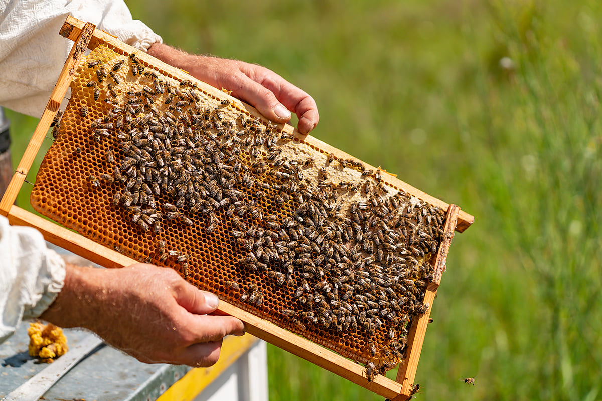 Warmer Autumns May Doom Hardworking Honey Bees
