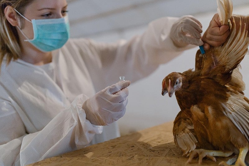 Animals Catch More Viruses From Us Than We Do From Them