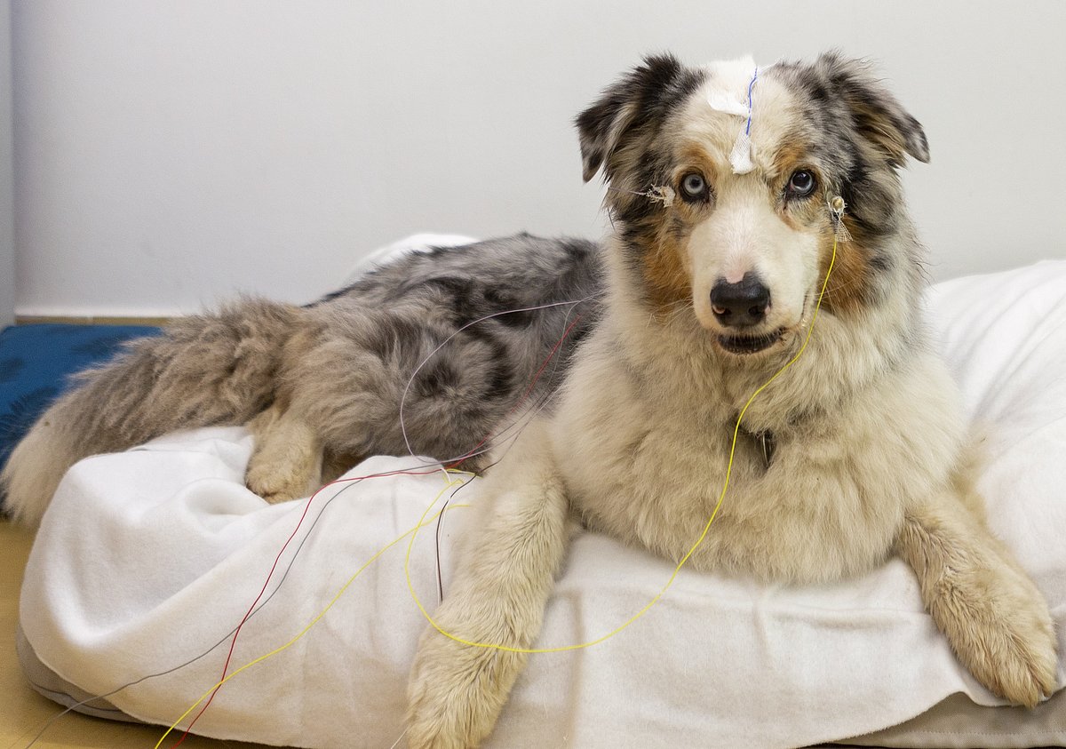 Your Dog May Understand Words for Certain Objects
