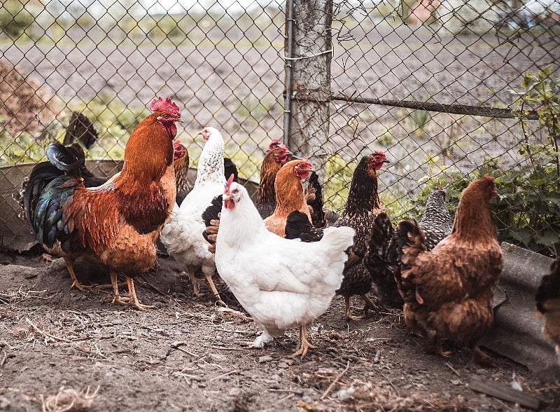 Parents Tending Backyard Poultry Can Pass Along Dangerous Salmonella to Infants