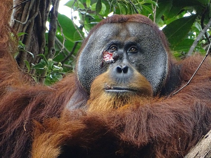 An Orangutan Healed Himself With Medicinal Plant