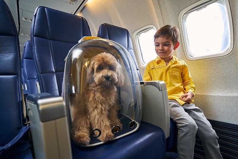 Dogs Brought to U.S. Must Be Microchipped, Older Than 6 Months: CDC