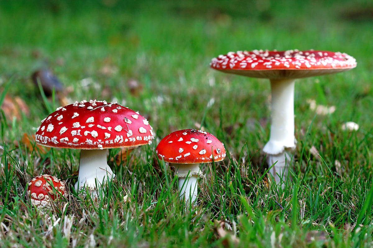 There's Another 'Magic' Mushroom Being Sold in Gummies -- But It Can Kill