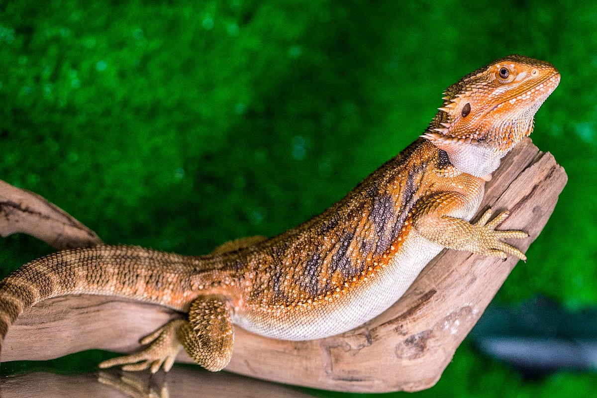 Pet Bearded Dragons Pose Threat of Salmonella