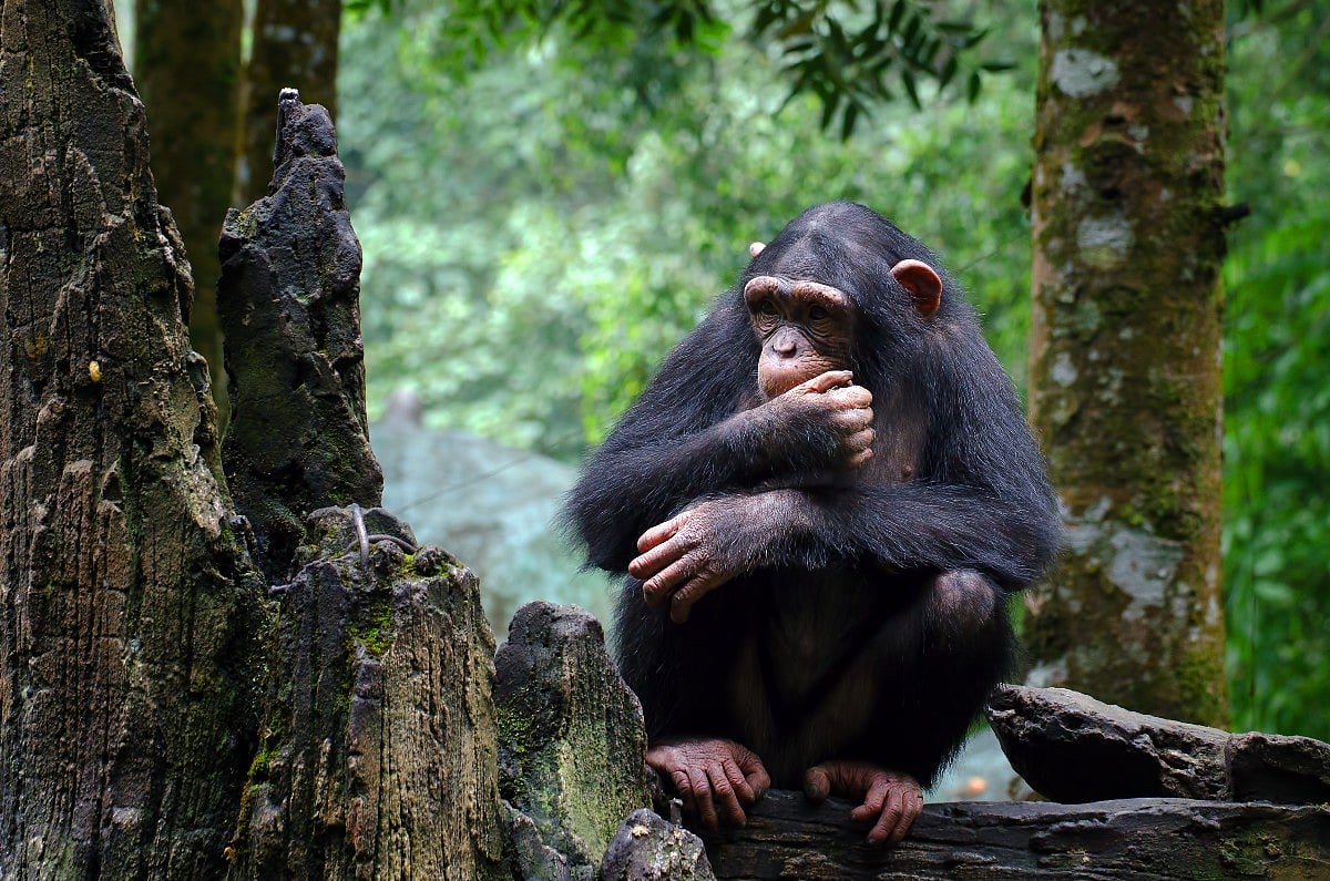 Wild Chimpanzees May Practice Natural Medicine