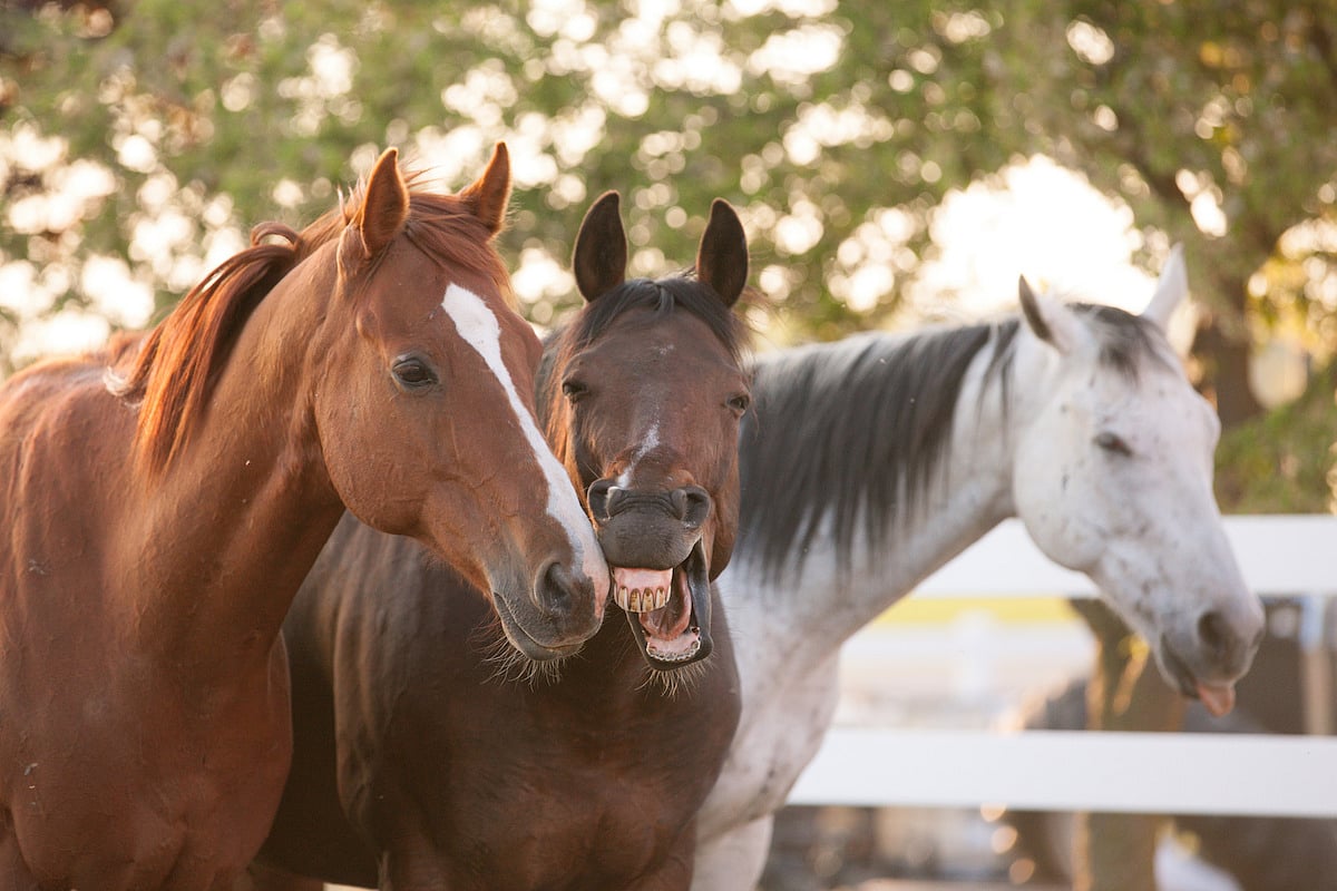 Miscarriages in Horses Offer Insights to Help Prevent Human Miscarriages