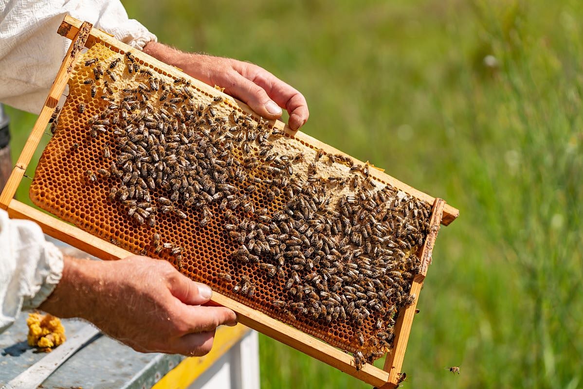 Where Have All The Insects Gone — And Why?