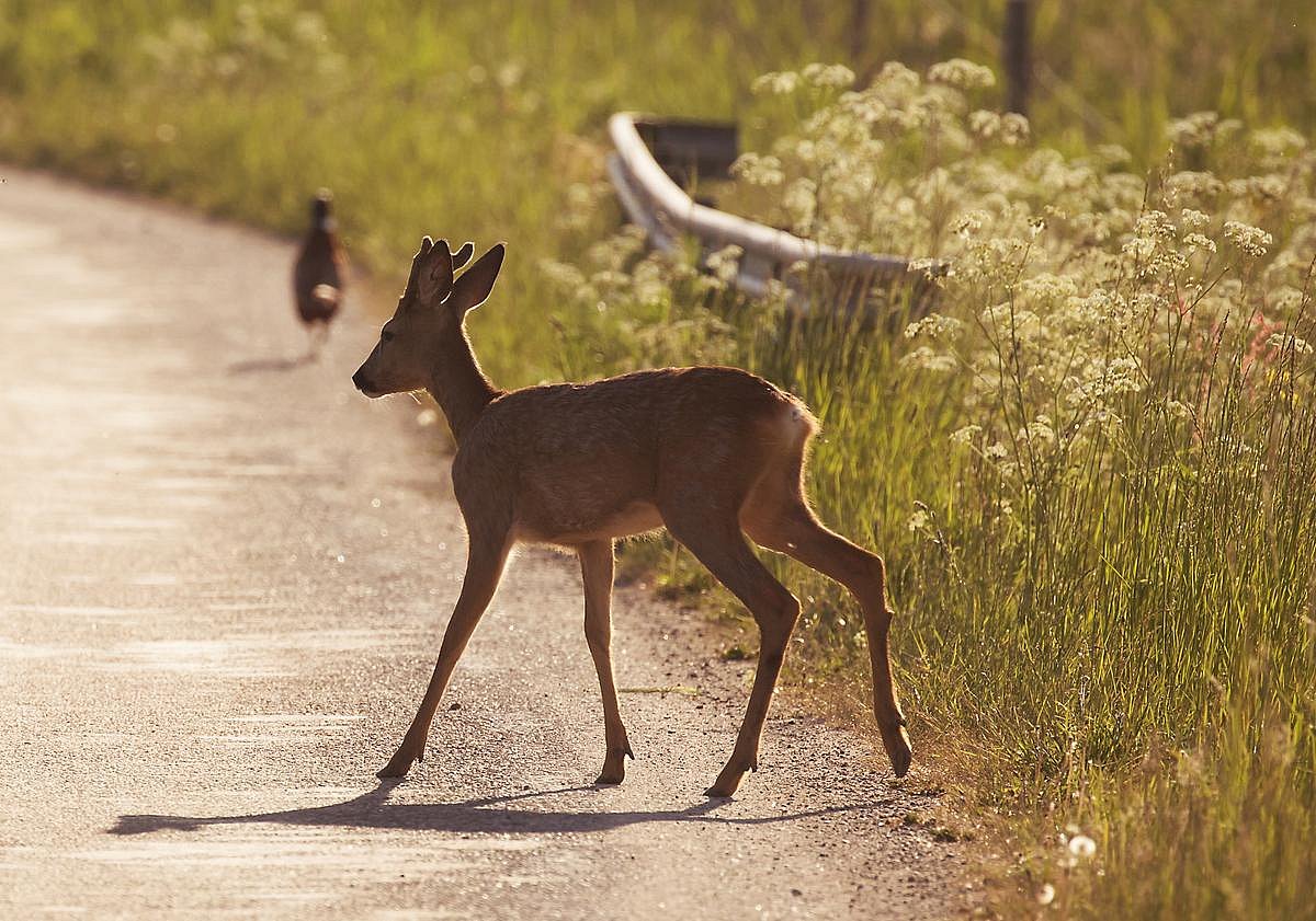 New Endangered Species Rule Would No Longer Count Habitat Loss as 'Harm'