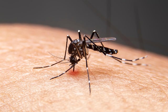 Dengue No Longer Just a Travel Risk as Google Targets Mosquitoes