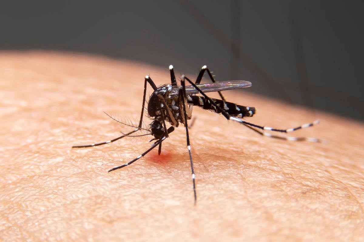 Dengue Is No Longer Just A Travel Risk — What Google’s Mosquito Plan Could Mean For Your Summer