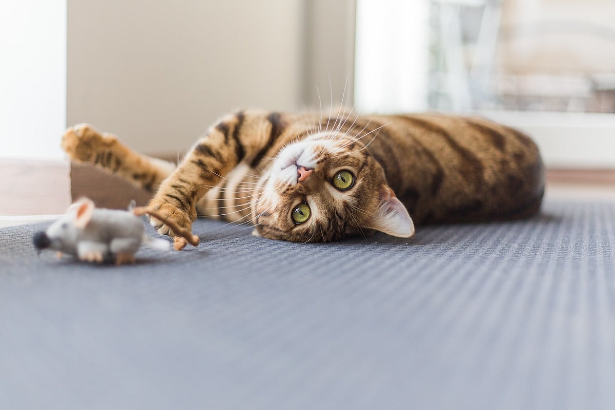 A Gene May Influence How Much Cats Purr and Meow