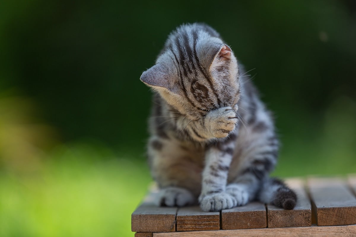 Northwest Naturals Pet Food Linked to Bird Flu in Cat, Issues Recall