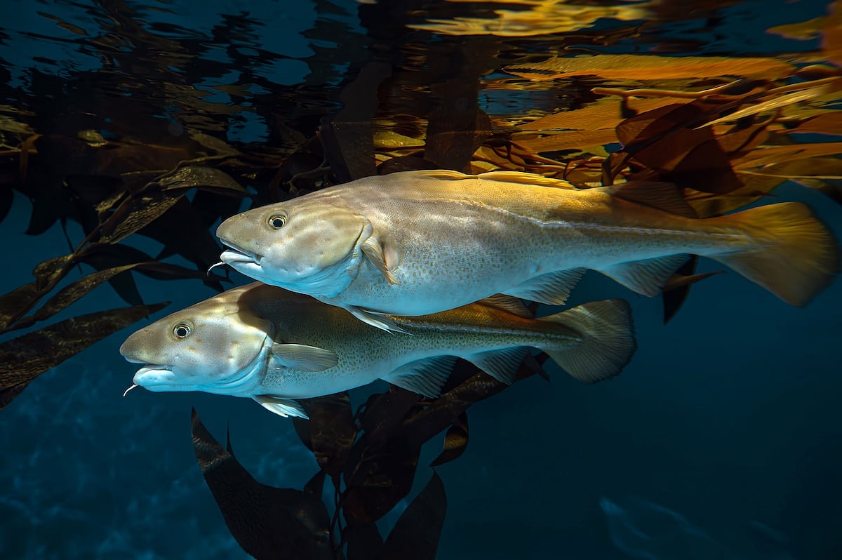 Tiny Baby’s Life-Threatening Wound Healed With Fish Skin