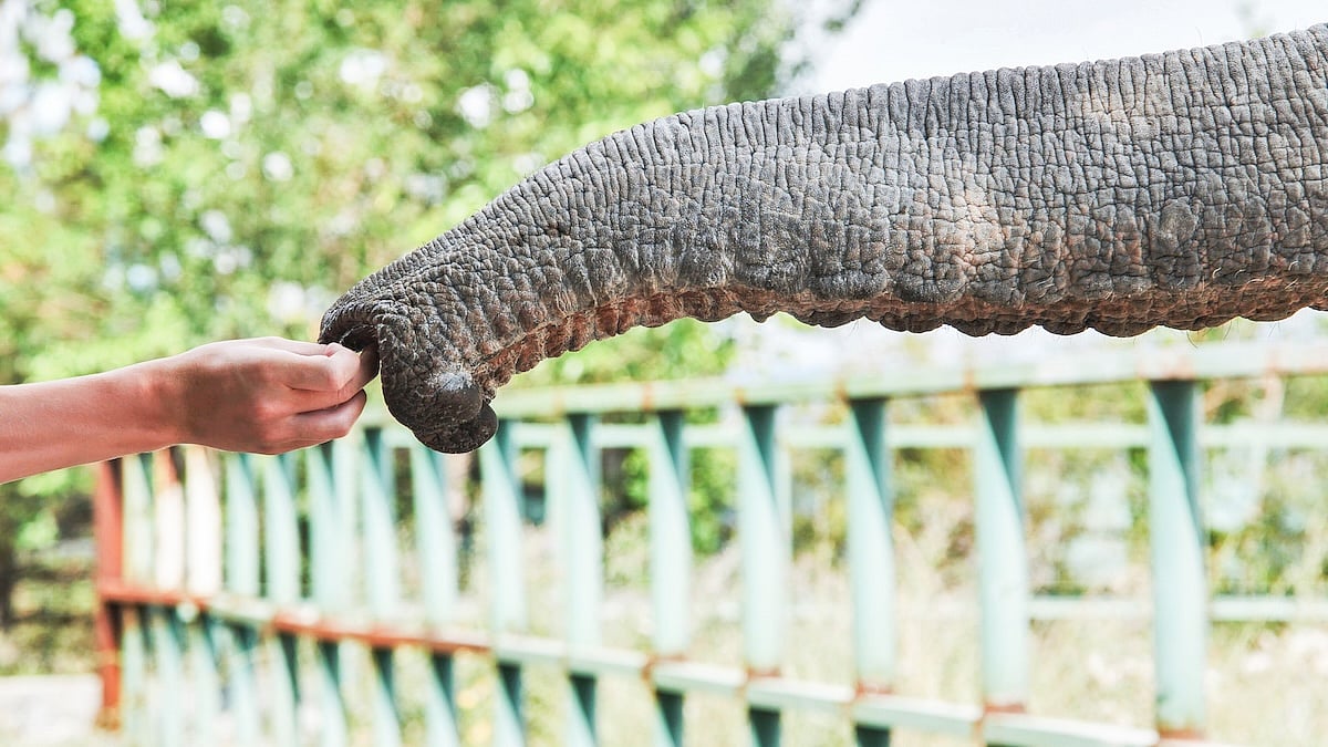 Why Experts Say You Shouldn’t Feed Wild Animals