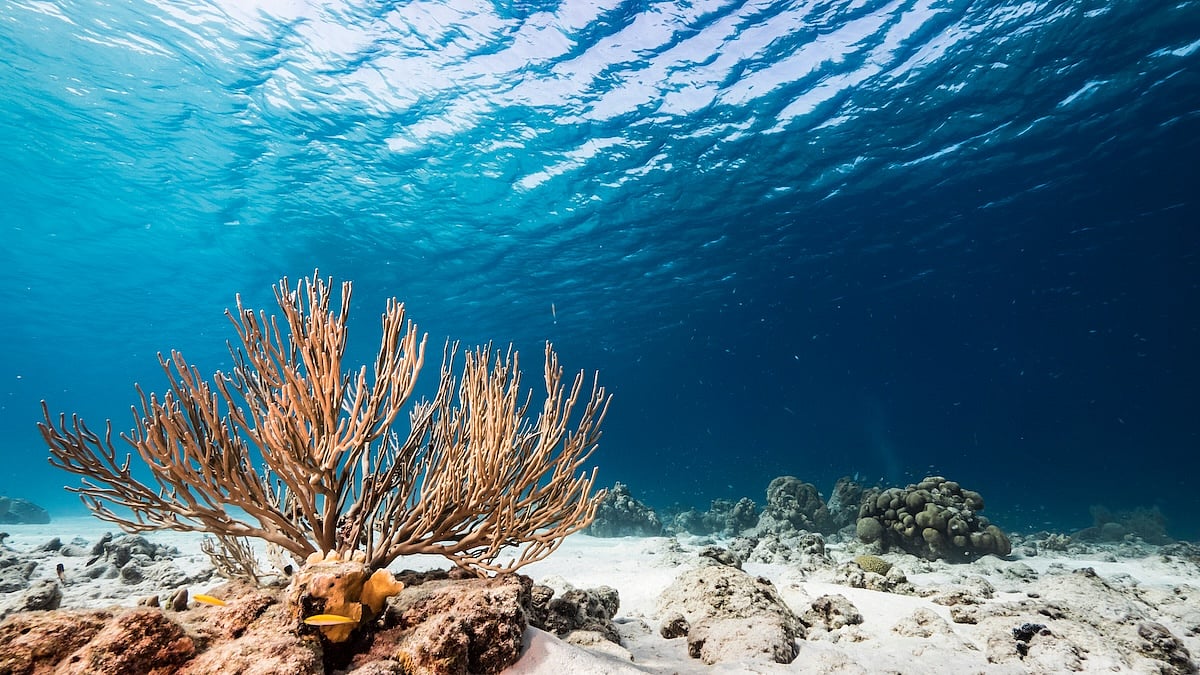 Scientists Find New Ecosystem in Deepest Trenches of Pacific Ocean