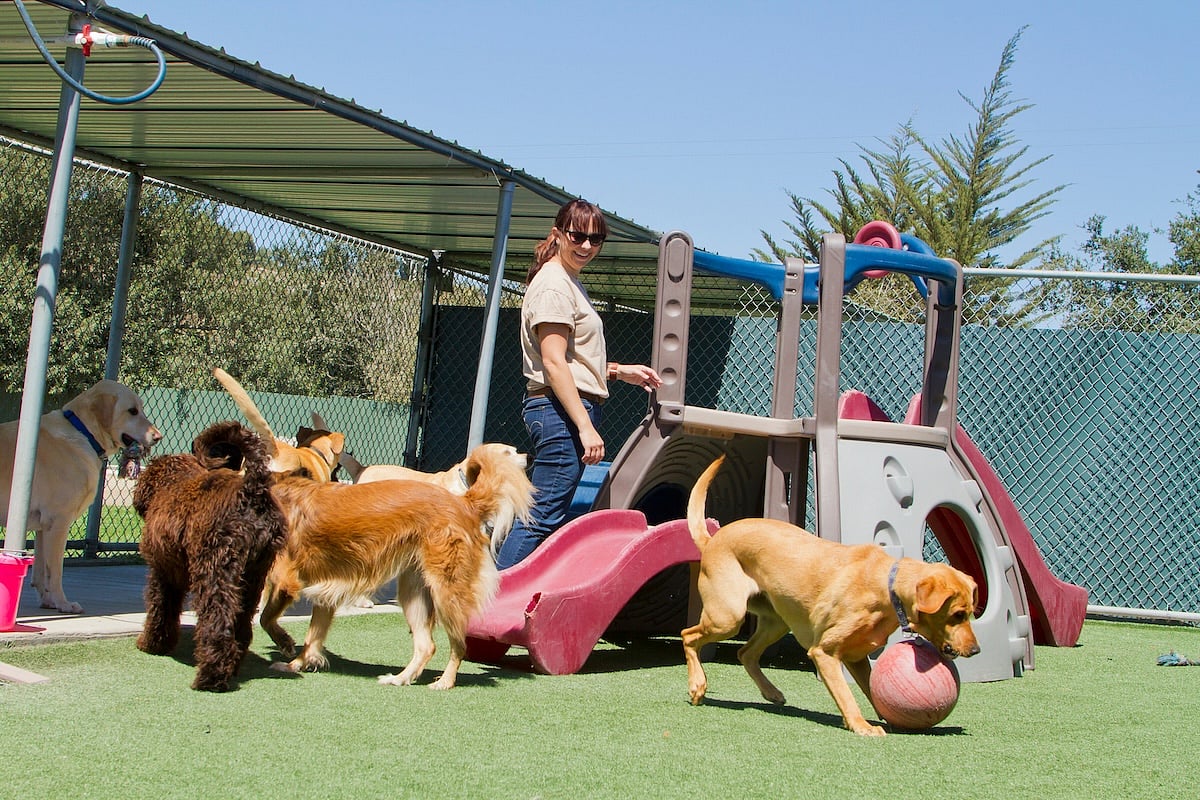 Study: LA Canine Outbreak Caused By Low Vaccination Rates, Crowded Boarding