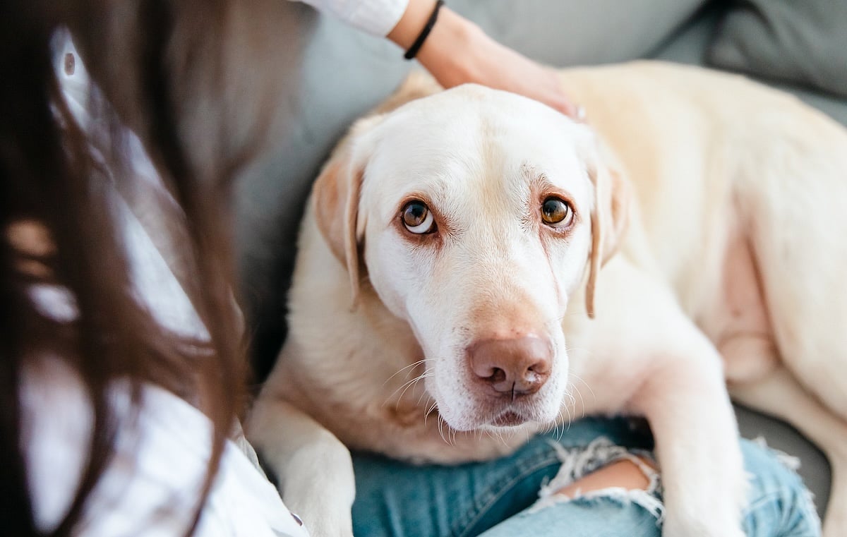 A Dog's Stride Could Be An Early Sign Of Dementia, Study Says