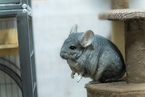 中耳炎の治療、将来は抗菌ゲルの単回投与で済むかも？