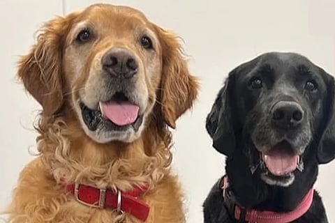 犬がにおいでパーキンソン病患者を検知