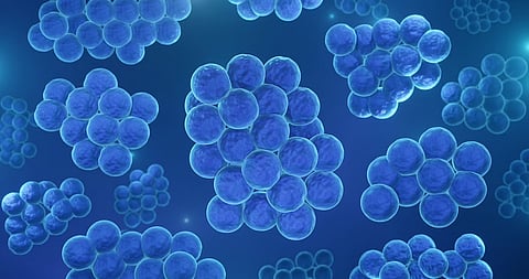 黄色ブドウ球菌菌血症の新たな治療法とは？