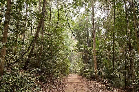 アマゾンの森林保全は先住民族の健康を守る