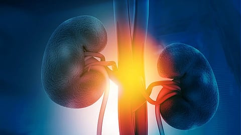 高温が腎臓の健康に対する有害金属類の影響を変化させる可能性