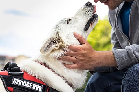 介助犬は介護者並みのケアを提供する