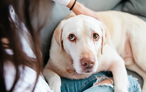 愛犬の歩幅が狭まった？　認知機能低下のサインかも