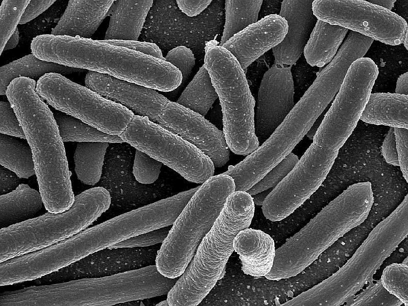 Scientists Sound Alarm on New Drug-Resistant E. Coli
