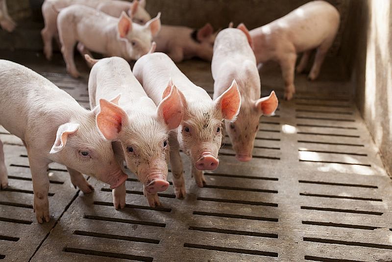 FDA Will Pull Vet Drug Used in Pork Industry Over Cancer Concerns for Humans
