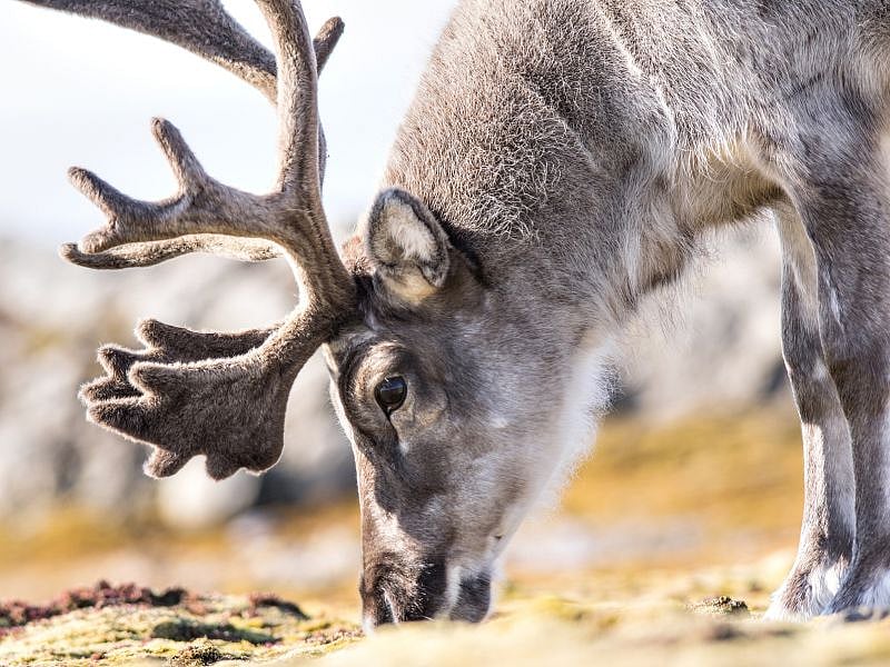 Santa's Reindeer Evolved to Better Spot Their Favorite Food