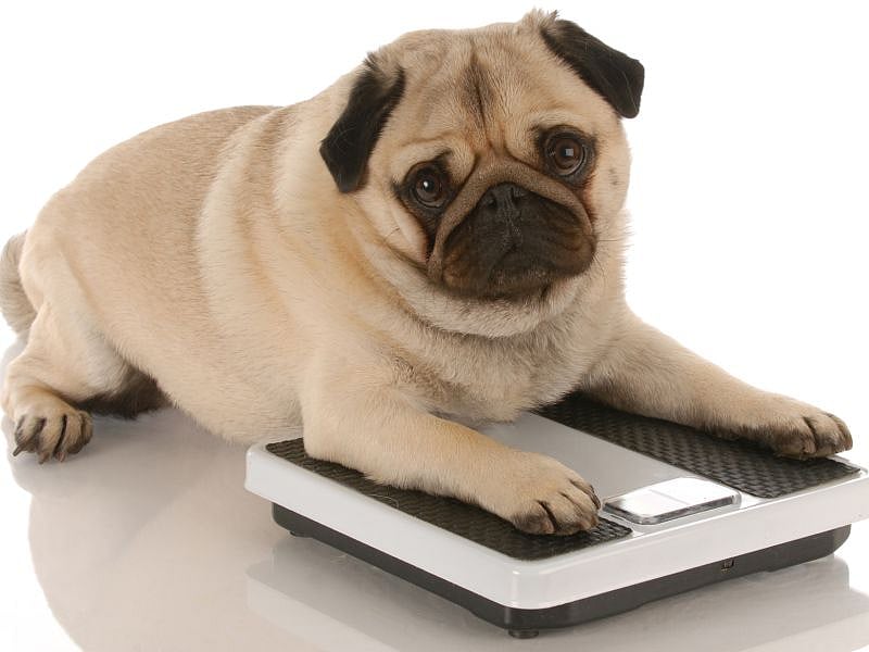 Probiotics Might Help Portly Pooches Shed Pounds