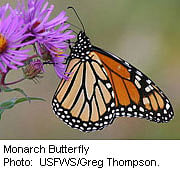 False Monarch Butterfly _ Flutter: Butterfly Sanctuary Official ...