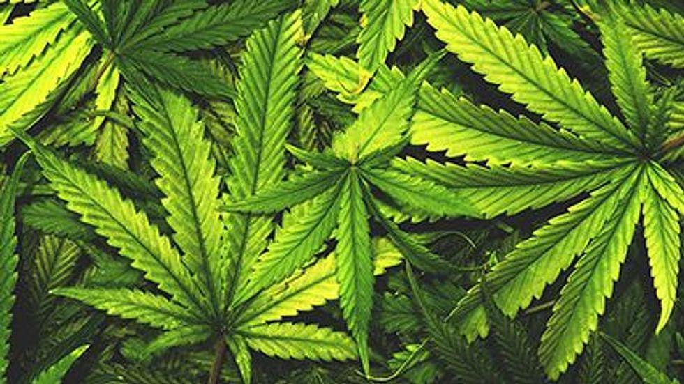 First Asthma-Linked Death Highlights Hazards at Marijuana-Processing Plants
