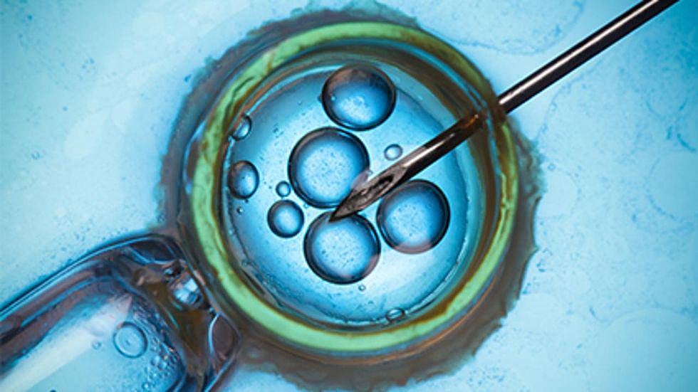 Supplements vs. the Mediterranean Diet for IVF Success: Which Works Best?